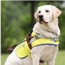 장애인심부름센터 이미지