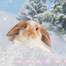 픽스아트로 만든 겨울 배경화면 🐇🐻‍❄️❄🧸🌠 이미지