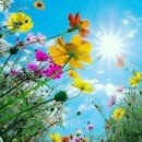 코스모스 이미지