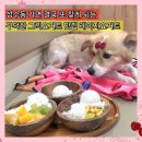 성수3번출구게임랜드 | 성수 양쯔깐루 맛집 레이지요거트 건강하고 맛있는 유기농 수제 그릭요거트 애견동반 후기