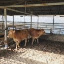 백산한우명가 이미지