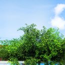 솟대마을 이미지