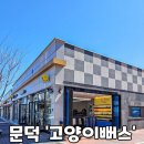 고양이뻐스 이미지