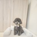 멍빨털빨 이미지