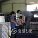 김영식농장 이미지