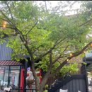 포포퍼피 | 포포 기자의 레드 퍼피 독 후기