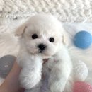 해피애견타운분당