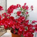 아젤리아 이미지