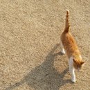 부메랑펜션 이미지