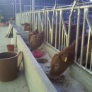 덕암농원 이미지