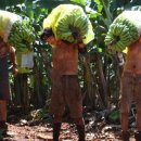 비자농장 이미지