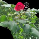 카드로 힐링하는 타로 이미지