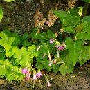 제주 사라봉 일제동굴진지 이미지