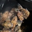 볼락 밤낚시 체험 | 거제도 가조도 방파제 밤낚시 후기｜볼락, 쏨뱅이 조황