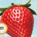 딸기모텔 이미지