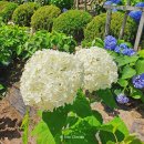 능수기획 | [공주/유구리] 여름꽃 수국축제 🌸유구색동수국정원🌸 데이트 후기(22.7.2)