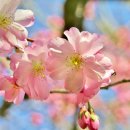 제일대학길 이미지