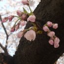 재스민향기 이미지