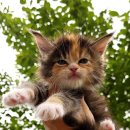 티피쿤(TIPPYCOON) 이미지