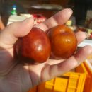 세준농장 이미지