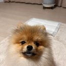 댕 빌리지 이미지