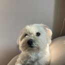 장길안 | 내돈내산 강아지유산균 추천 비포락토펫 솔직후기