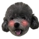 예쁜 애견 미용 이미지