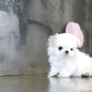 아담스펫강아지&가필드고양이 이미지