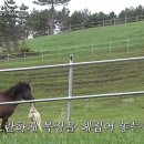 백마