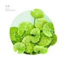 인셀덤 햇살 대리점 | 미국인셀덤 열풍! 시작은 리만코리아의 비결에 있습니다.