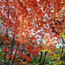 용문사 일주문 이미지