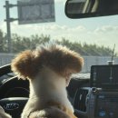 댕굴댕굴 | 김제 댕굴댕굴 애견카페 소형견 대형견 애견운동장