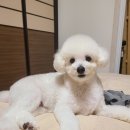 슈앤트리 | [경기도/용인 애견미용실] 슈앤트리 내돈내산 후기 및 가격, 예약 방법