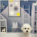 츄펫살롱 이미지