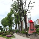 보강천 미루나무숲 이미지