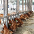 에벤에셀목장 이미지