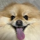 몽띠끄펫 이미지