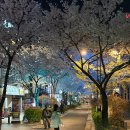 행신5호(행신 어린이공원) | 벚꽃 피날레