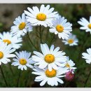 자매청국장 이미지