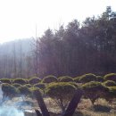 소나무리조트 이미지