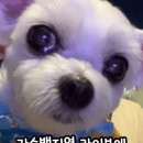 구황작물