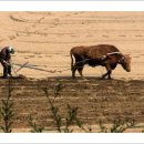 워낭소리 이미지