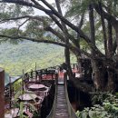 더자이언트 | 🌳치앙마이 더 자이언트 카페 후기｜나무 위 트리하우스 뷰카페 완전 리얼후기｜치앙마이 근교 카페🌳
