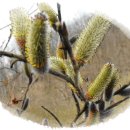 멋내는 강아지 이미지