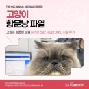 동물병원 The 개치동 | 송파동물병원, 고양이 항문낭 파열 (Anal Sac Rupture), 치료 후기