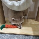 아잉독 애견카페 이미지