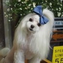 더봄애견 이미지