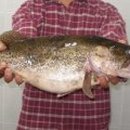 황쏘가리 이미지