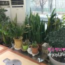 개성할머니순대국 티스토리