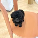 토이파티 | 청라애견샵 실버파티토이푸들 분양